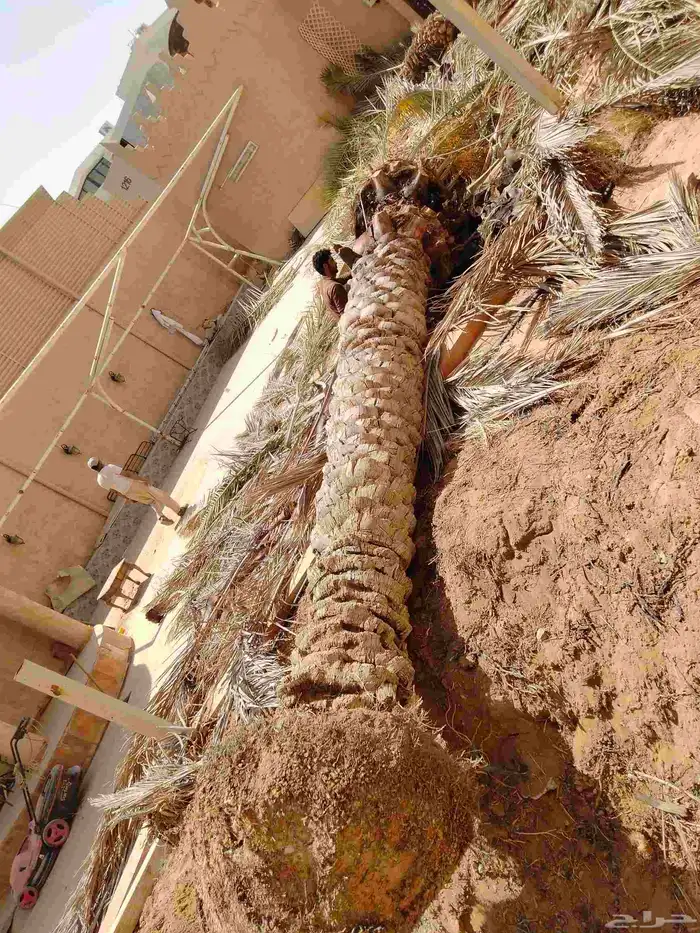 نقوم بشغل انواع النخيل عربي وشنطني قلع غرس توريد 5