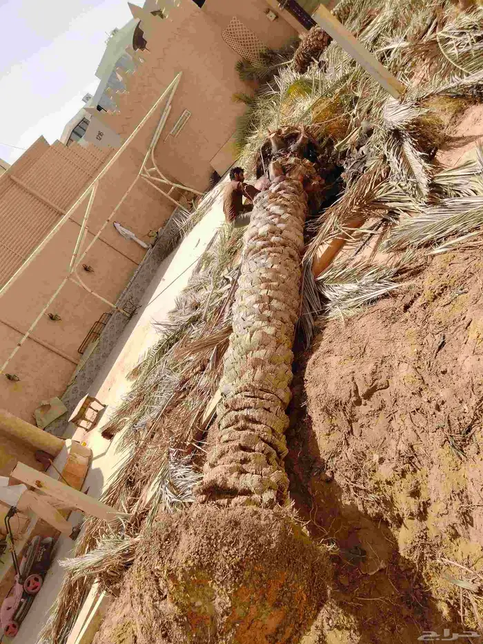 نقوم بشغل انواع النخيل عربي وشنطني قلع غرس توريد 7