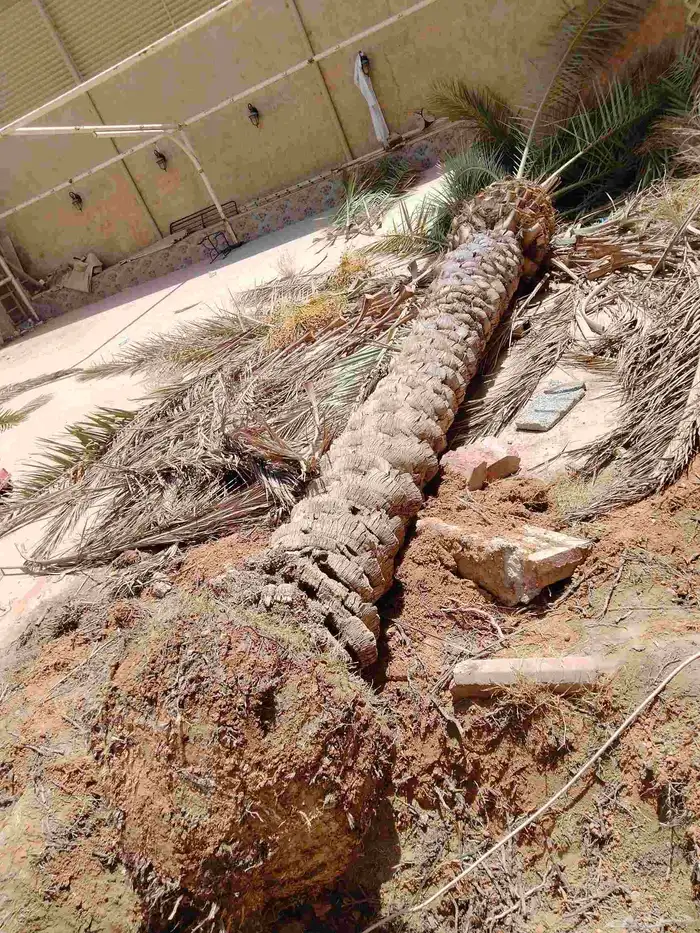 نقوم بشغل انواع النخيل عربي وشنطني قلع غرس توريد 9