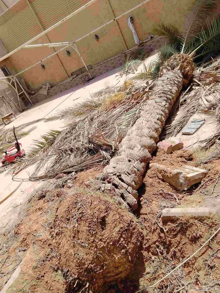 نقوم بشغل انواع النخيل عربي وشنطني قلع غرس توريد 8