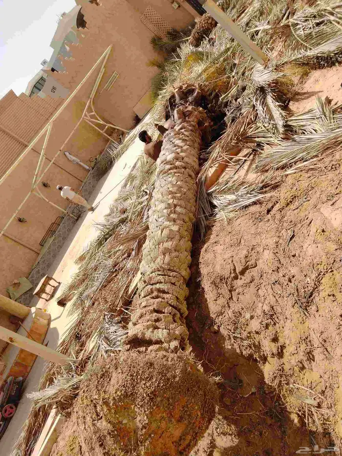 نقوم بشغل انواع النخيل عربي وشنطني قلع غرس توريد 4