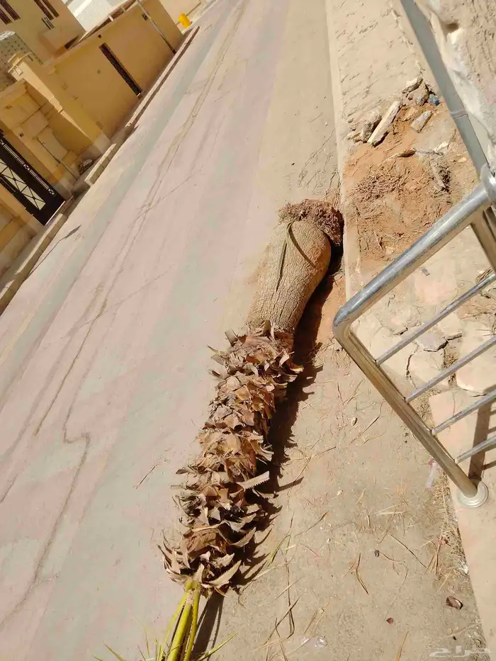 نقوم بشغل انواع النخيل عربي وشنطني قلع غرس توريد 2