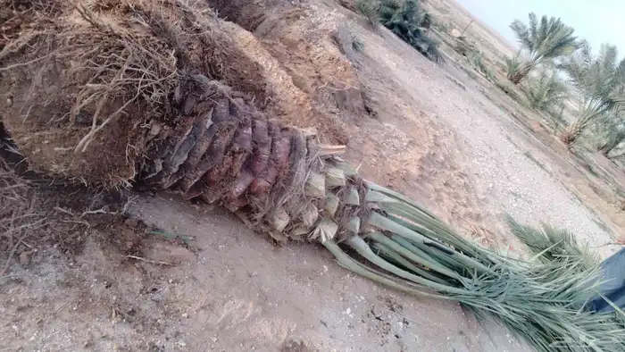نقوم بشغل انواع النخيل عربي وشنطني قلع غرس توريد 3