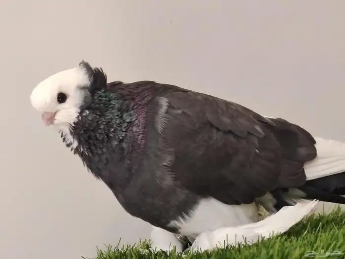 حمام صفاقي ذكر 2