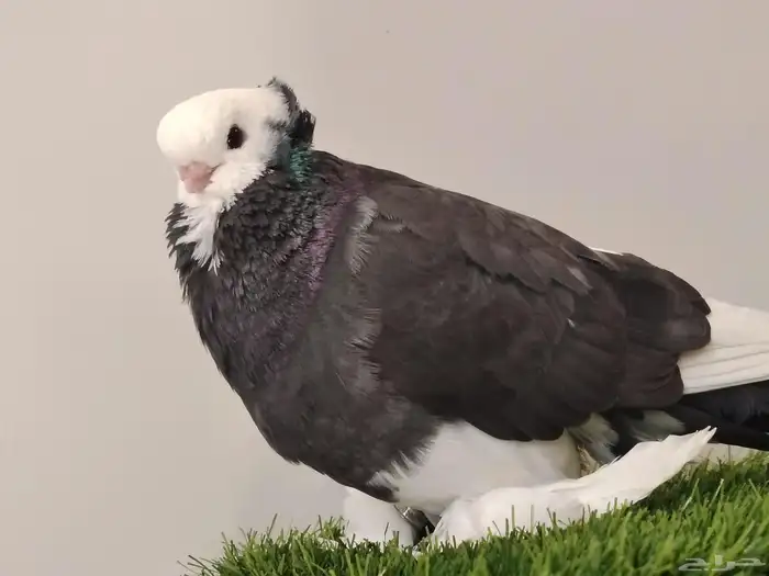 حمام صفاقي ذكر 3