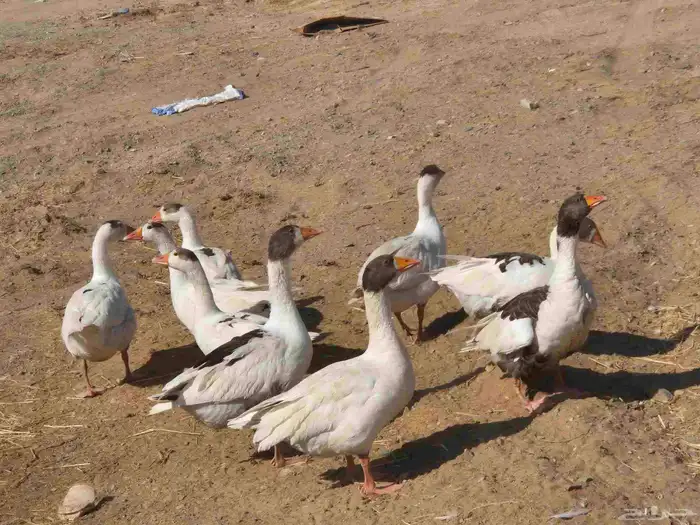 بط بري و بط بكيني اوز عراقي للبيع 5