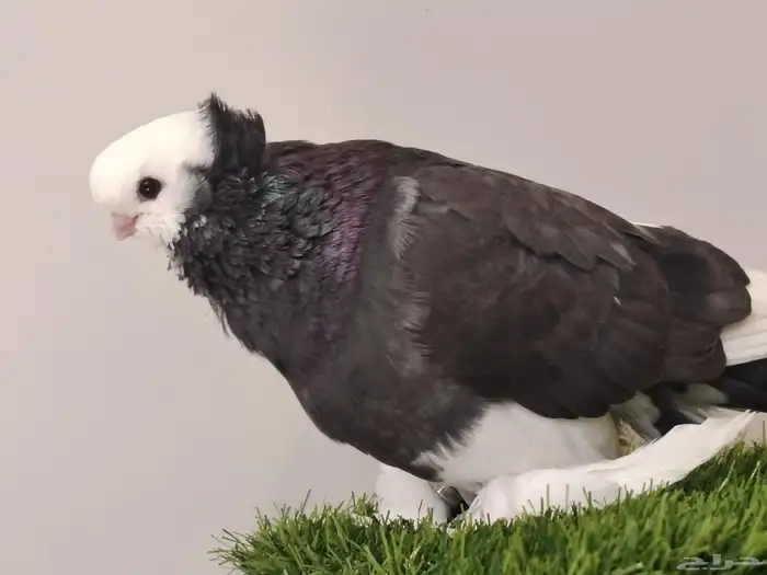 حمام صفاقي ذكر 0