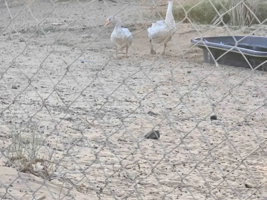 جوزين وز 1