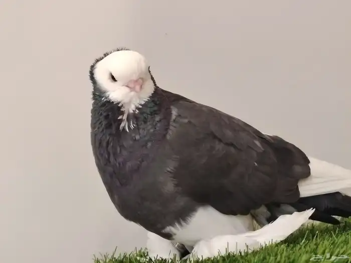 حمام صفاقي ذكر 1