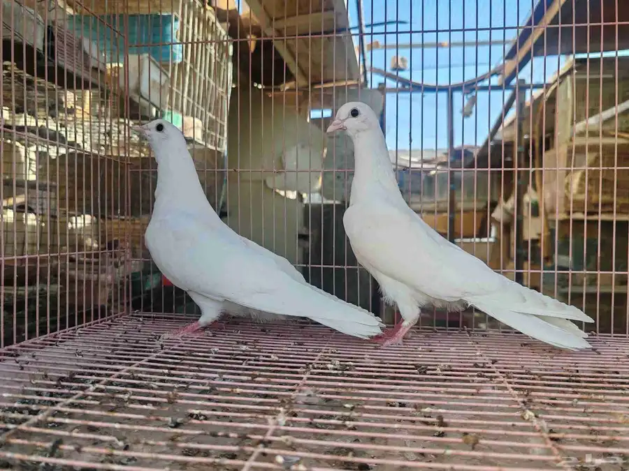 طبه غرانيق 1