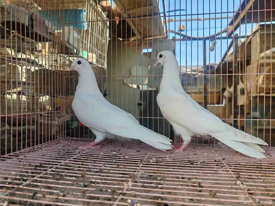 طبه غرانيق 0