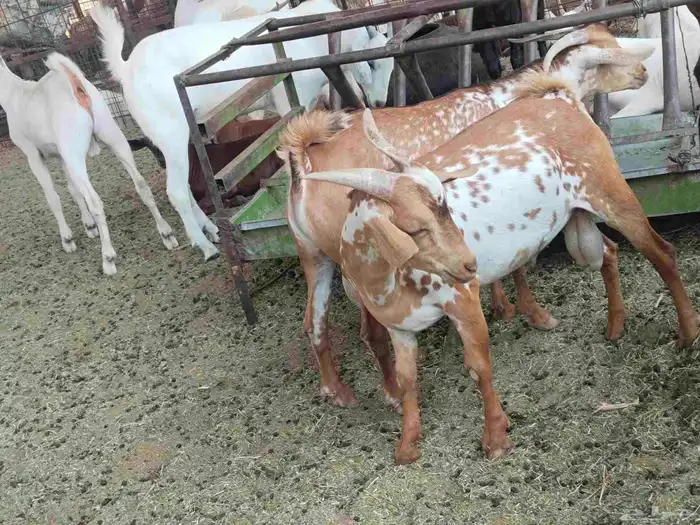 تيوس بلدي حبص ماشاء الله تبارك الله 0