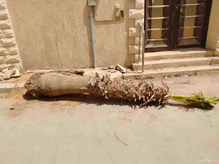 نقوم بشغل انواع النخيل عربي وشنطني قلع غرس توريد 1