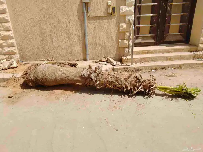 نقوم بشغل انواع النخيل عربي وشنطني قلع غرس توريد 0
