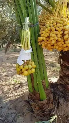 نخل وشنطونيا لزينت القصور والفلل والاستراحات والبيوت 9