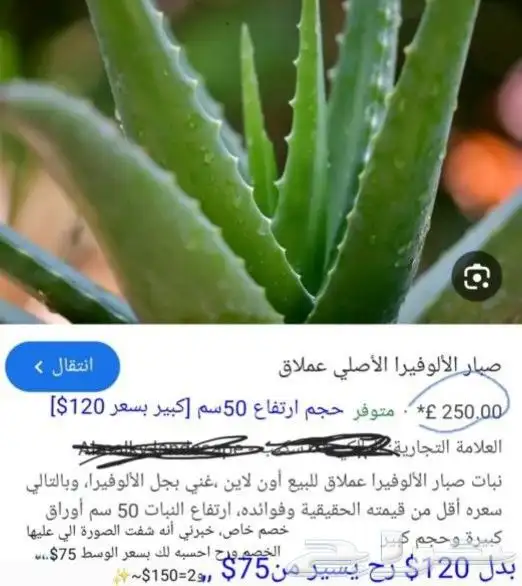 شاي ازرق بكج كامل 3اصناف ب 150 شاي ازرق عسل سدر صبار الوفيرا 9