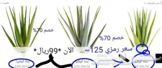 شاي ازرق بكج كامل 3اصناف ب 150 شاي ازرق عسل سدر صبار الوفيرا 7