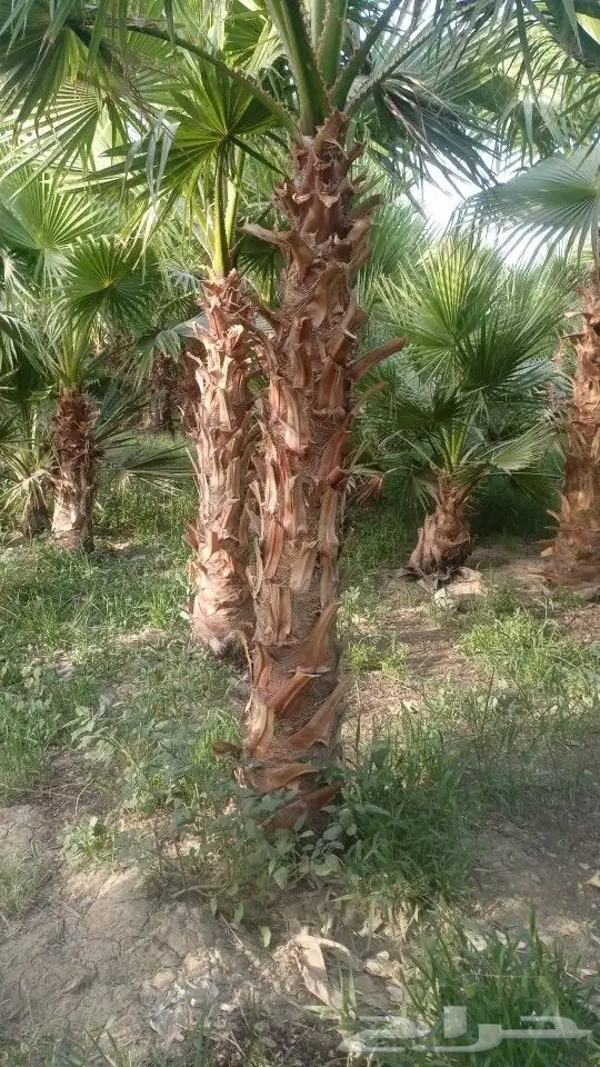 نخل وشنطونيا لزينت القصور والفلل والاستراحات والبيوت 16