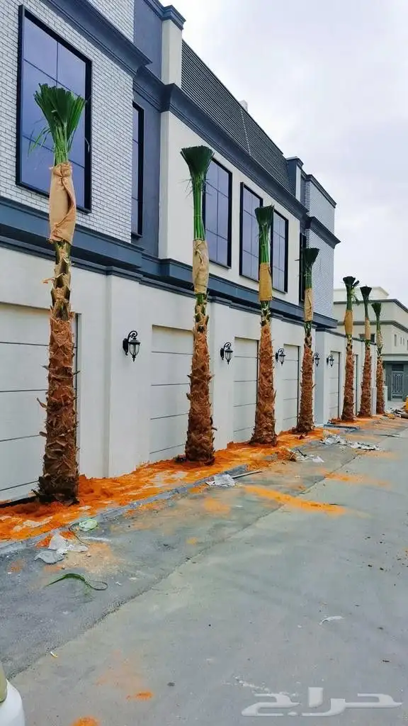 نخل عربي وواشنطني 5