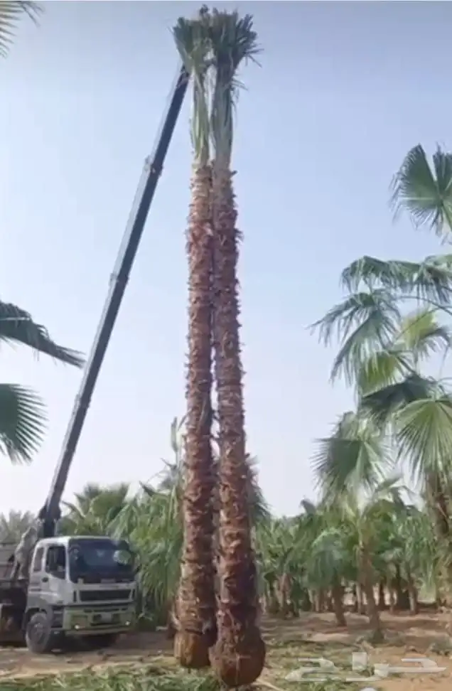 نخل عربي ونخل زينه بكل انواعه 4