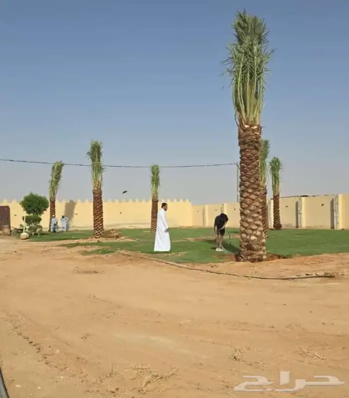 نخل عربي ونخل زينه بكل انواعه 2