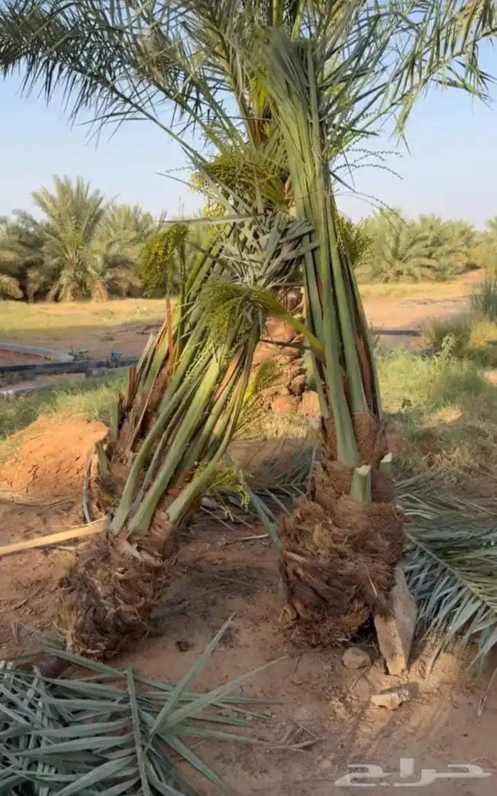 نخل عربي وواشنطني 9