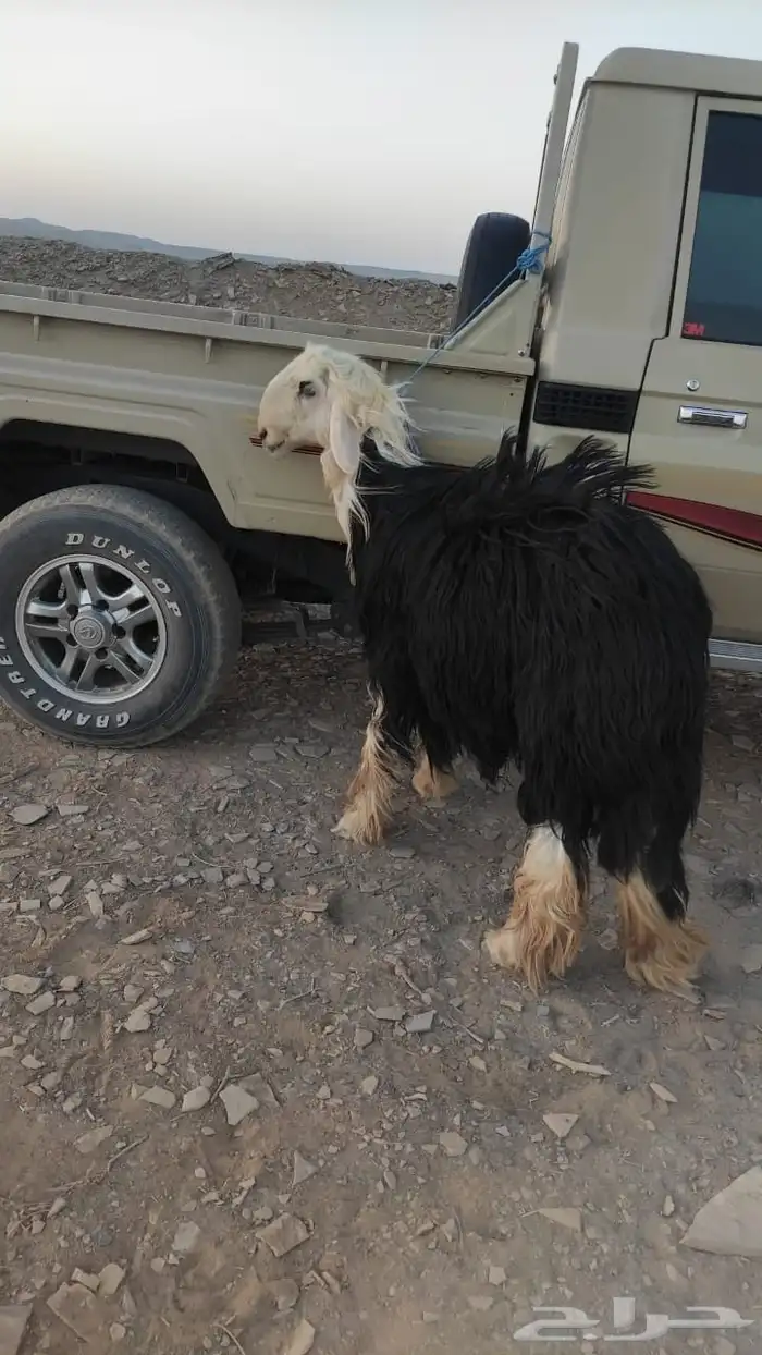 فحل نجدي ثني مشرووط 0