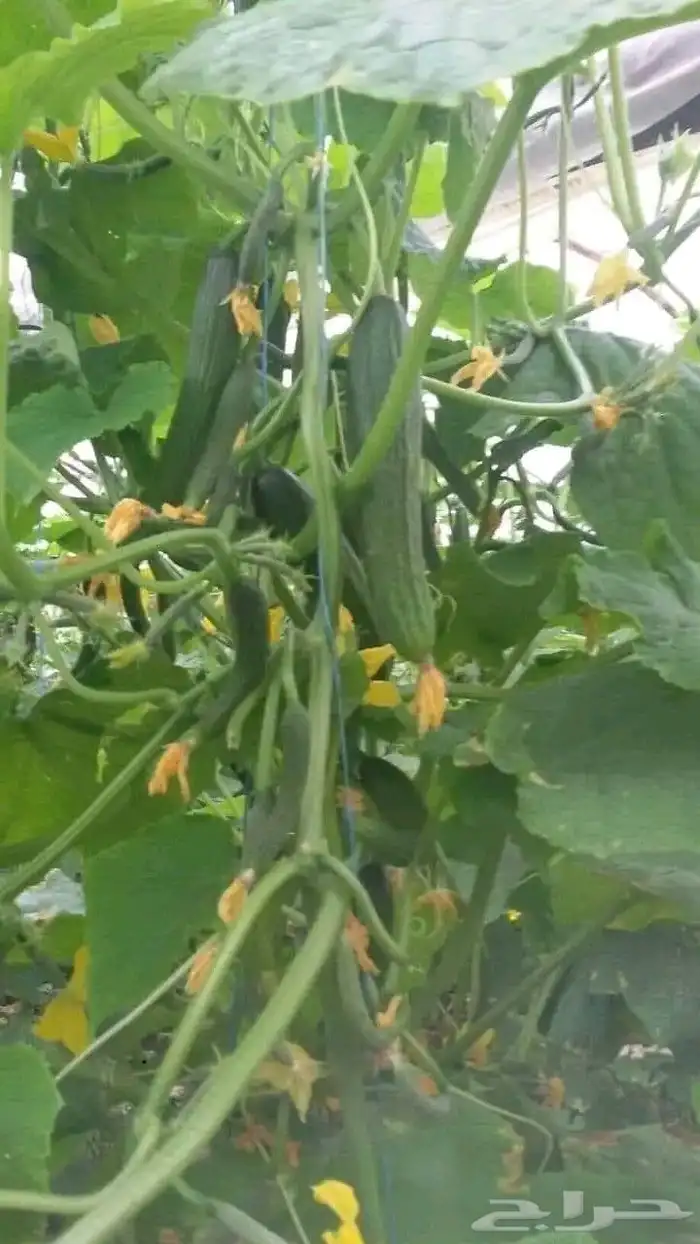 استصلاح وتأسيس مزارع واشراف على المزارع 4