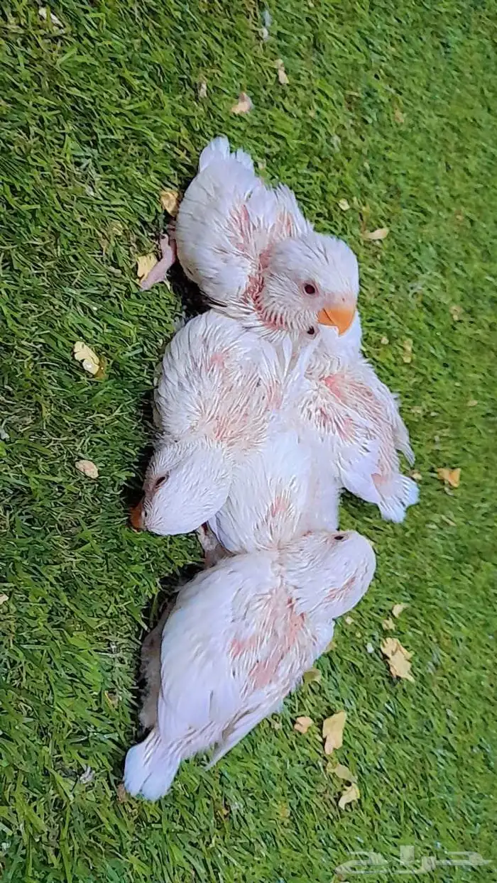 فروخ روز البينو غر 1