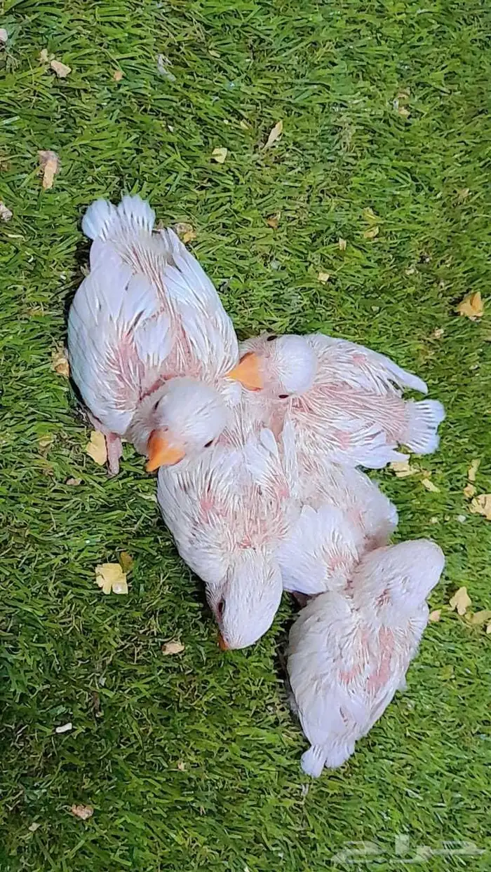 فروخ روز البينو غر 0