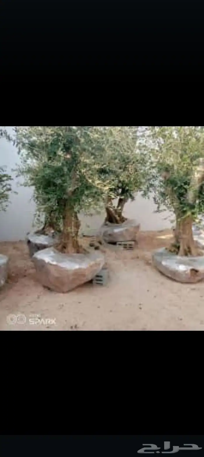 مقول شبوك توريد وتركيب وتوريد أشجار الزيتون 7