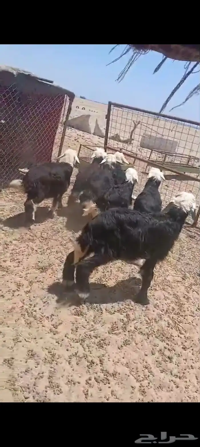 3طليان 4 رخال. السمن وصط 0