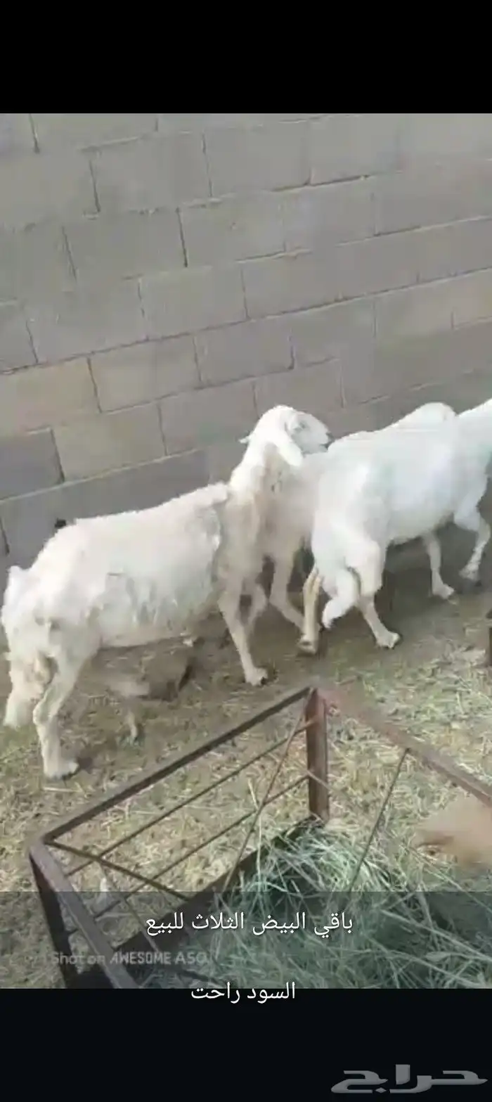 سره عبيده 0