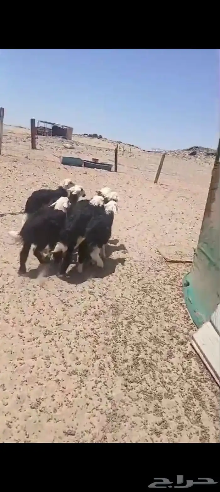3طليان 4 رخال. السمن وصط 2