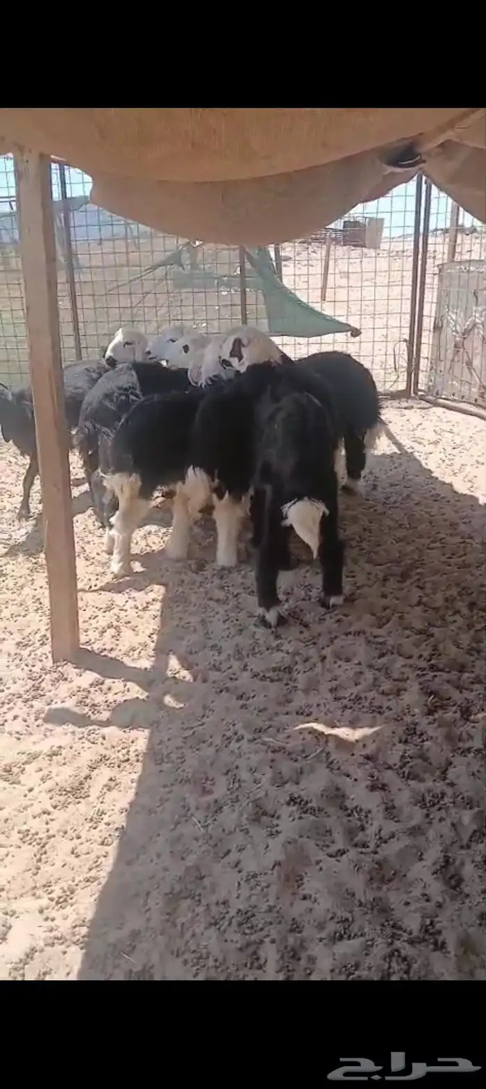 3طليان 4 رخال. السمن وصط 1