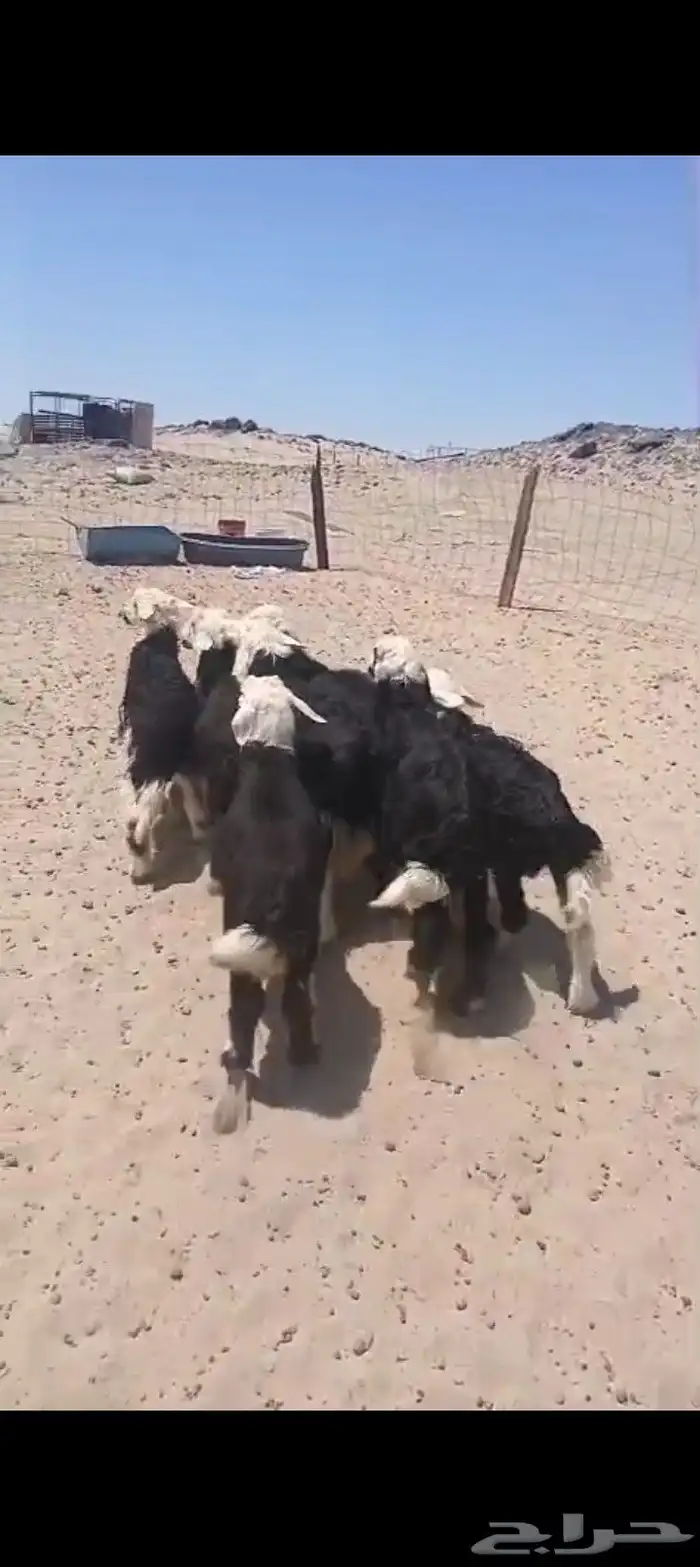 3طليان 4 رخال. السمن وصط 3