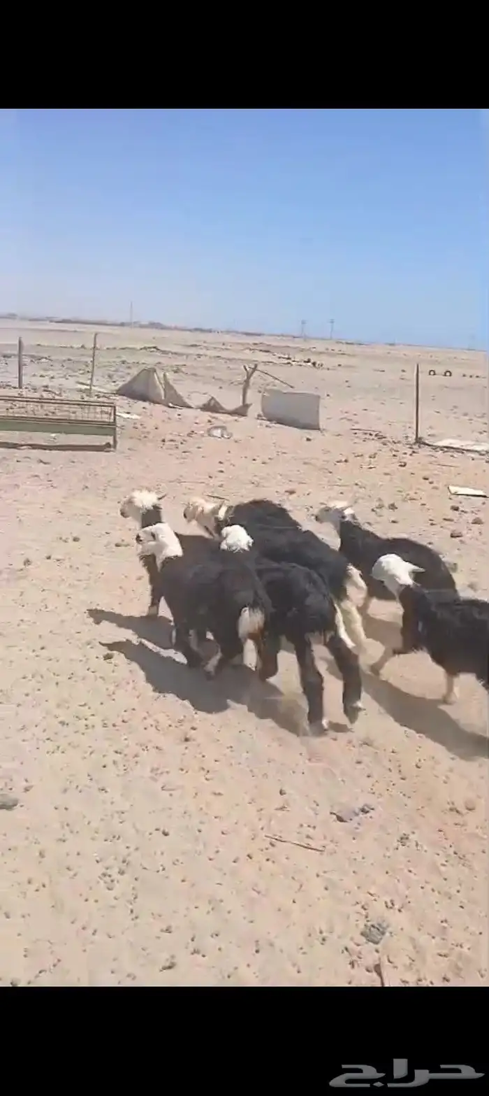 3طليان 4 رخال. السمن وصط 4