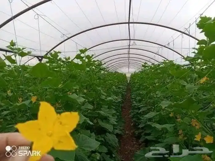 استصلاح وتأسيس مزارع واشراف على المزارع 3