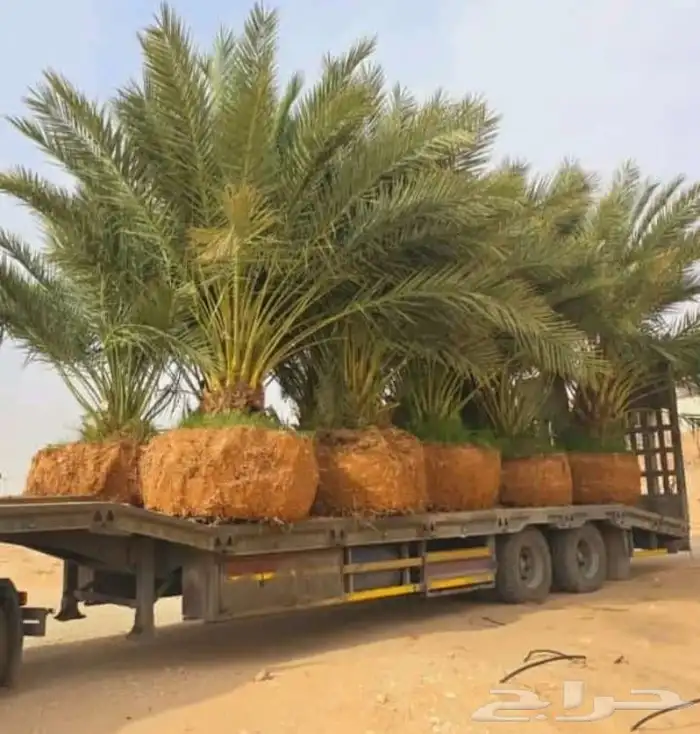 نخل عربي ونخل زينه بكل انواعه 3