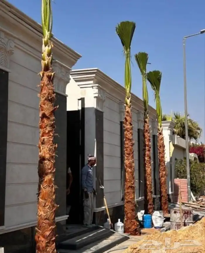 نخل عربي ونخل زينه بكل انواعه 1