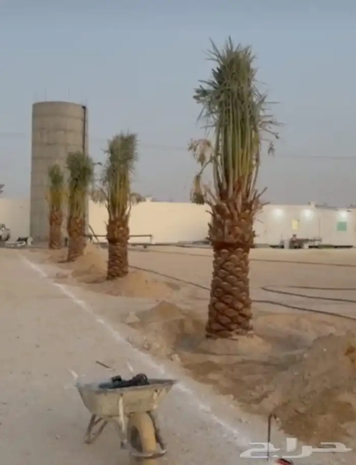 نخل عربي ونخل زينه بكل انواعه 5