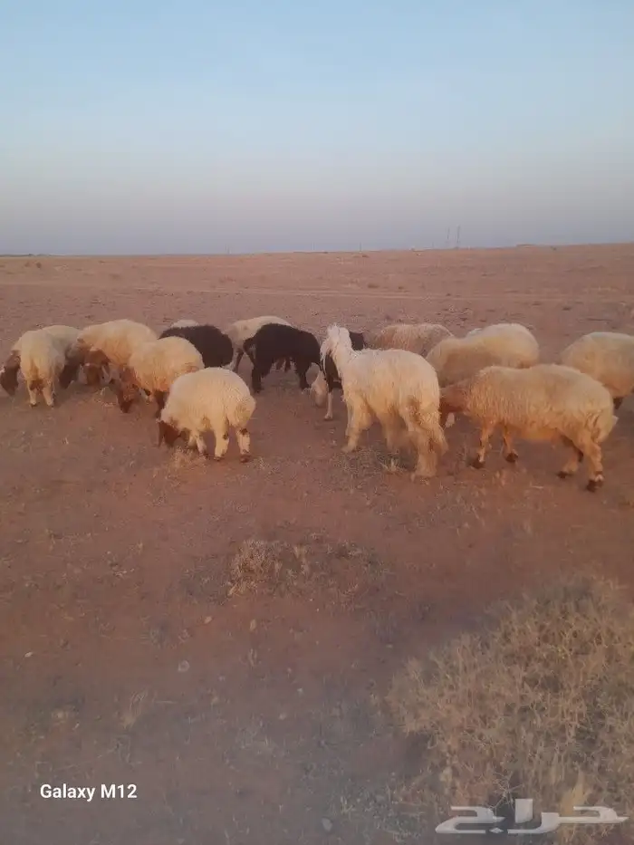 غنم مضاريع العدد تقريبا 16 سمان وسليمه ع الشرط 0