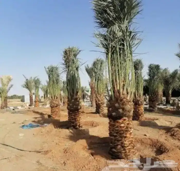 نقوم بتوريد أنخيل وغرسه واشنطن وعربي بجميع انواعها المقاسات 6