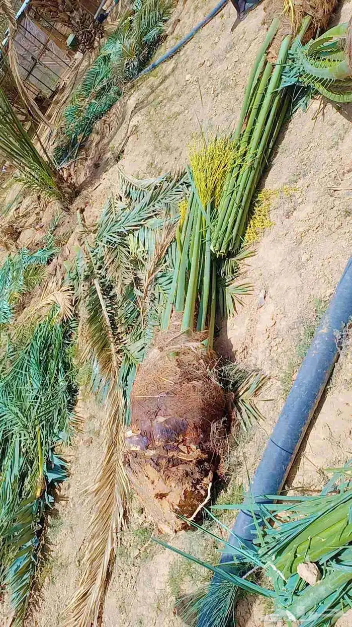 نخل عربي وواشنطني 8