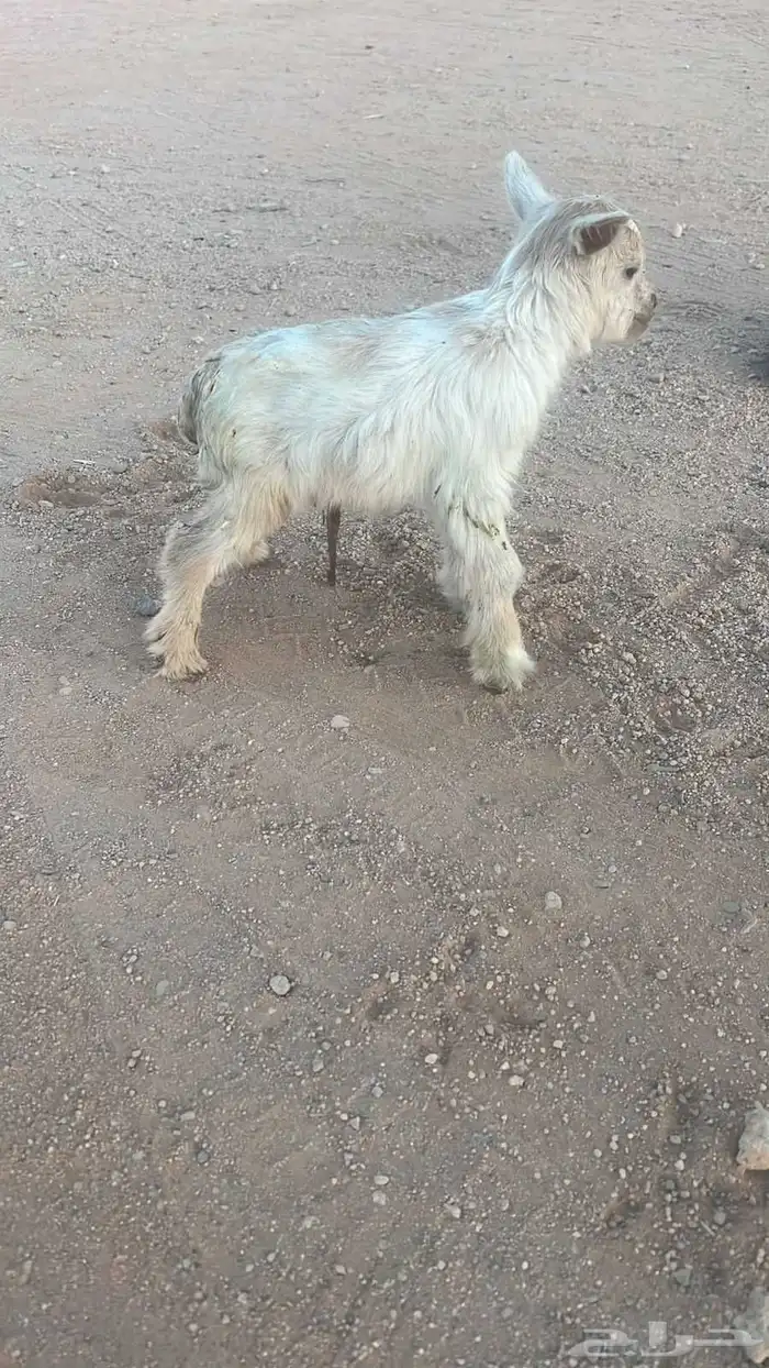 للبيع تيس قزم الأمريكي 0