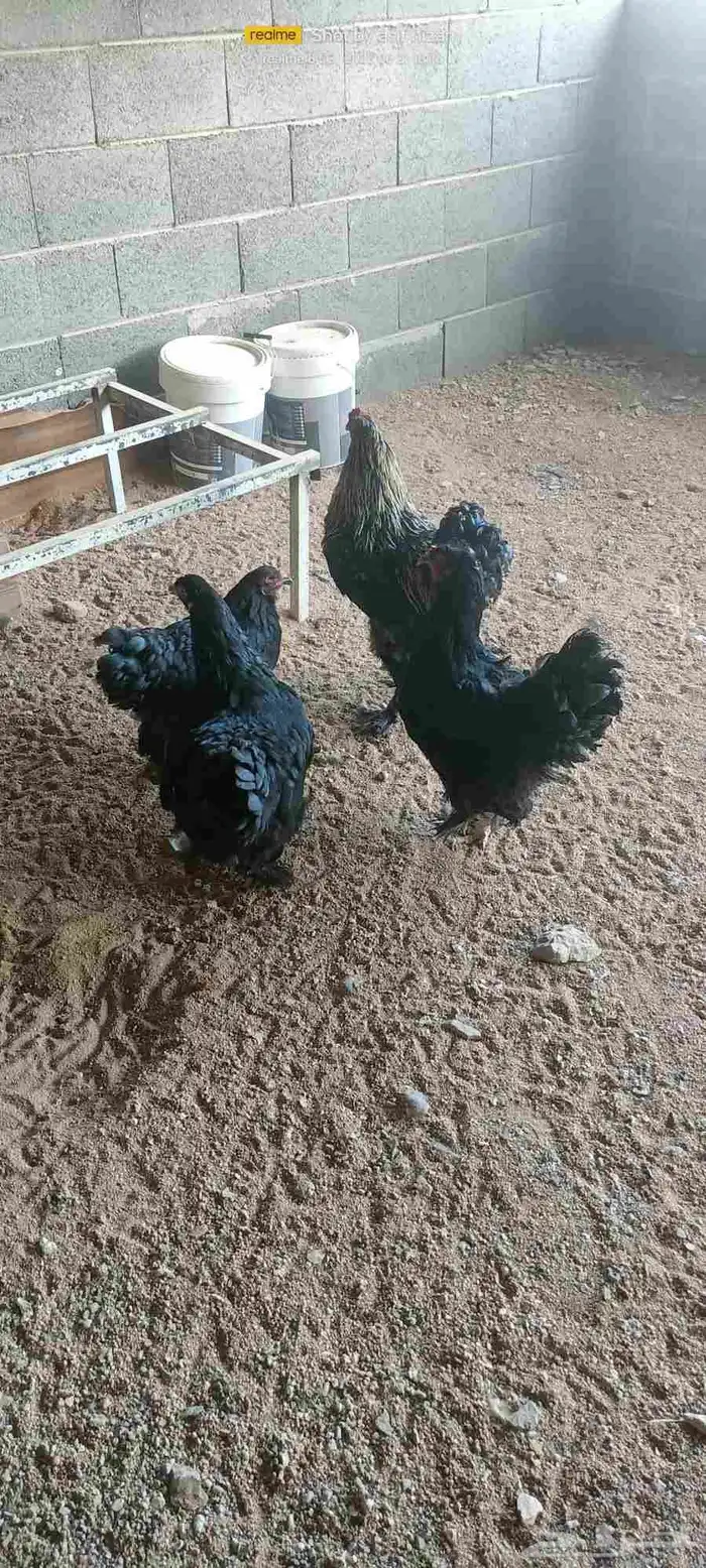 طقمين دجاج براهما ابيض واسود للبيع 0