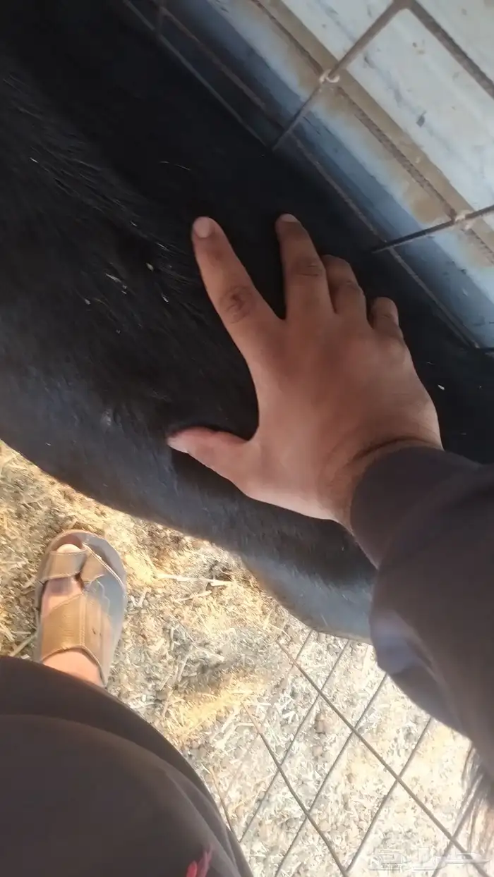 عنز حايل شرط 3