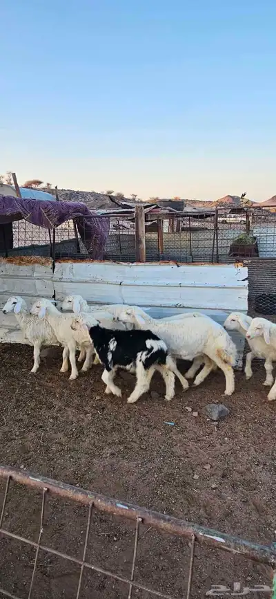 خرفان البيع 4