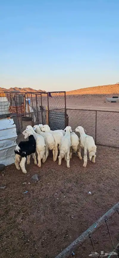 خرفان البيع 3