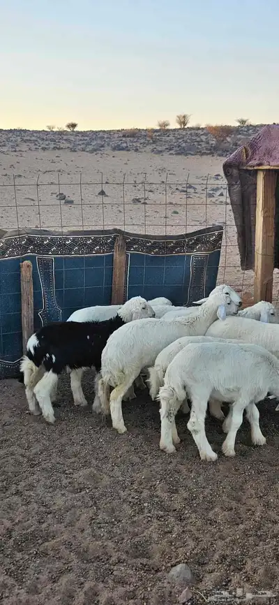خرفان البيع 2